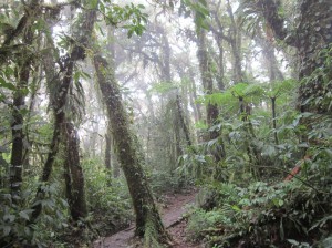 Monteverde 2     